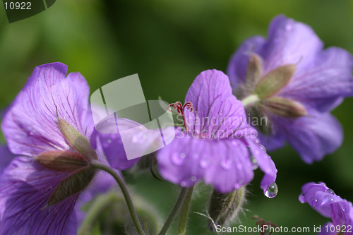 Image of Geranium