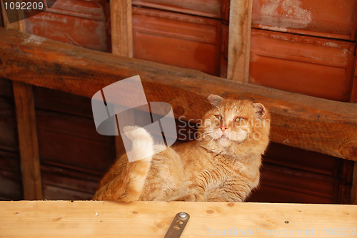 Image of Old orange cat portrait