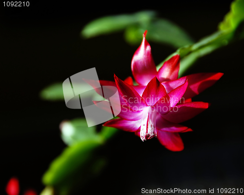 Image of Pink flower