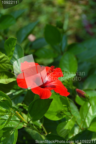 Image of Hibiscus flower