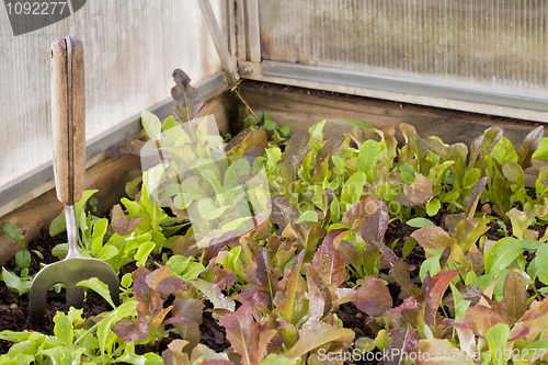 Image of baby lettuce on greenhouse
