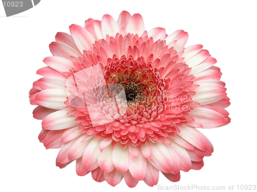 Image of Gerbera-design element
