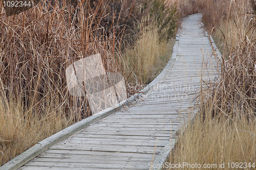 Image of nature trail in wetland