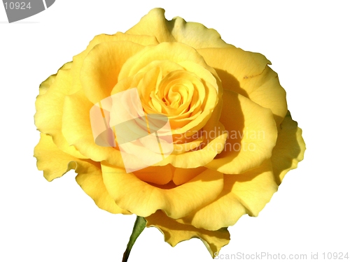 Image of Yellow rose-desgn element