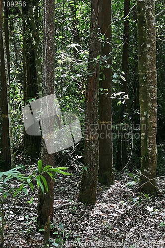 Image of Tropical Forest