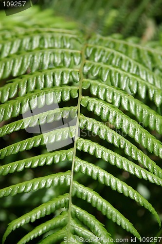 Image of Leaf Texture