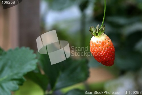 Image of Unripe Strawberry