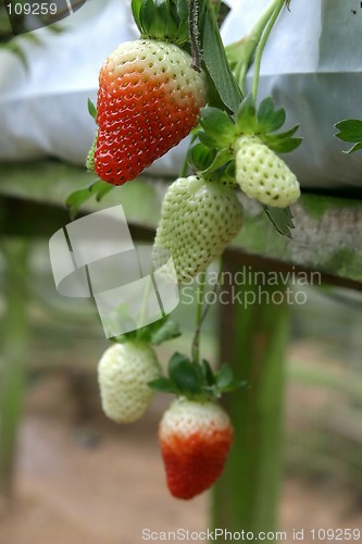 Image of Unripe Strawberry