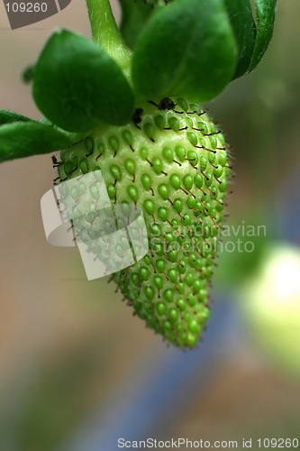 Image of Unripe Strawberry