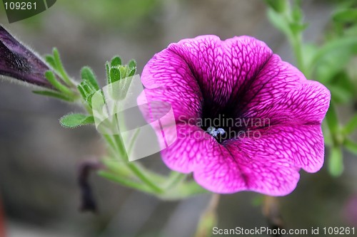 Image of purple petunia