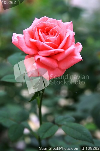 Image of Red Rose