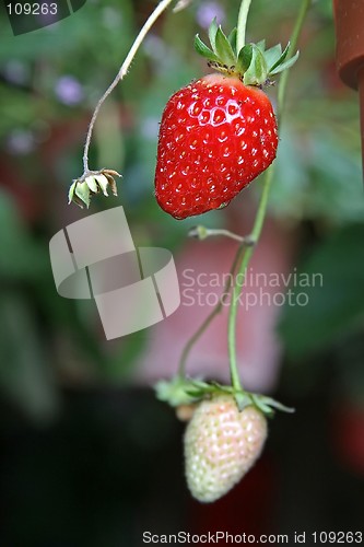 Image of Unripe strawberry