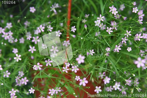 Image of Small purple flowers