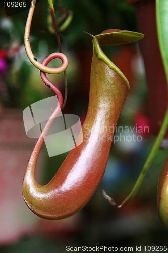 Image of Nepenthes, Pitcher Plant