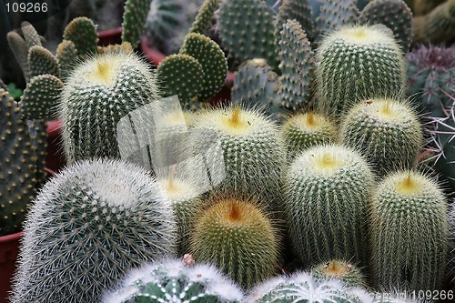 Image of Varies Cactuses