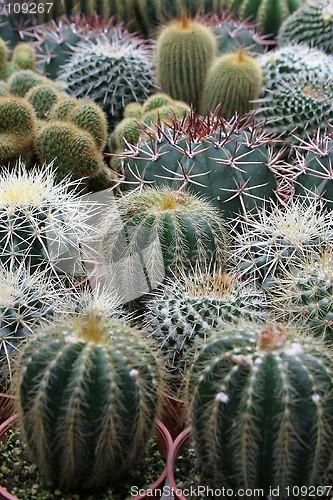 Image of Varies Cactuses