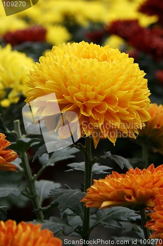 Image of Carnation Flowers