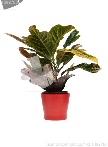 Image of Houseplant