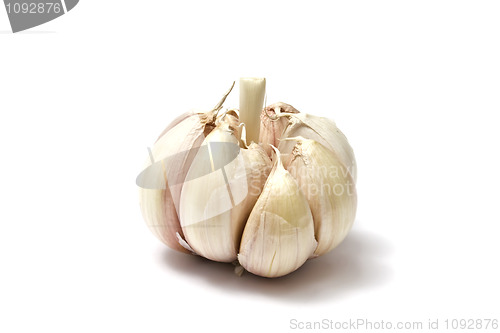 Image of Garlic 