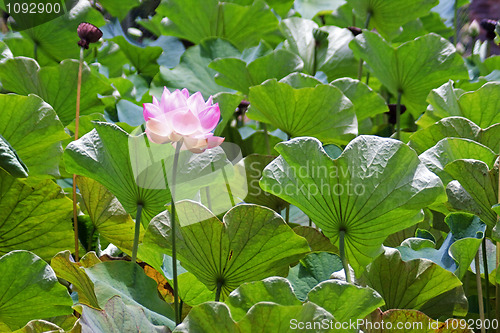 Image of Lotus (Nelumbo)