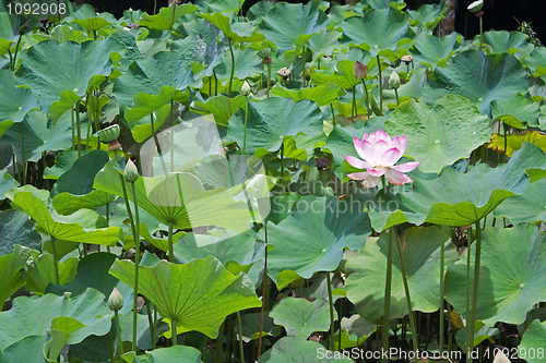 Image of Lotus (Nelumbo)