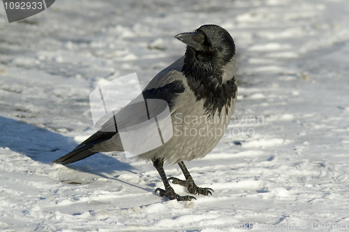 Image of Hooded Crow