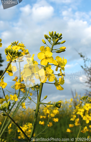 Image of Canola 