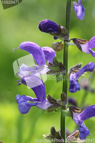 Image of Nature in spring