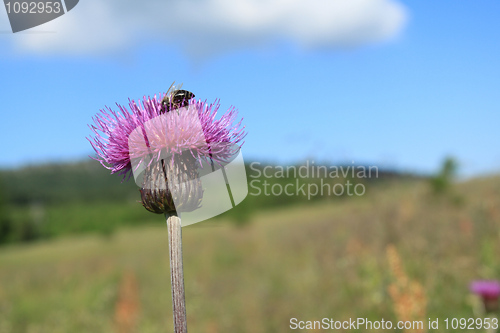 Image of Thistle flower