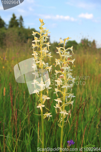 Image of Orchid in Poland