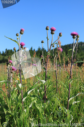 Image of Thistle flower