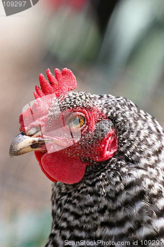 Image of rooster