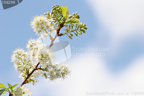 Image of white blossoms