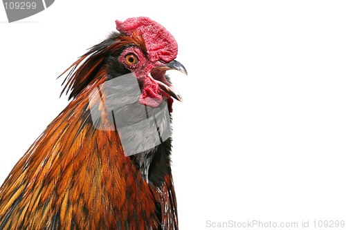 Image of rooster crowing