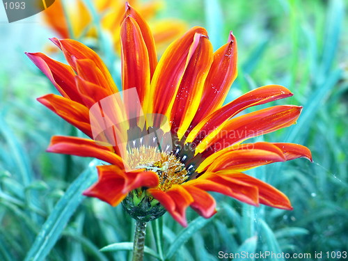 Image of Wild Beauty