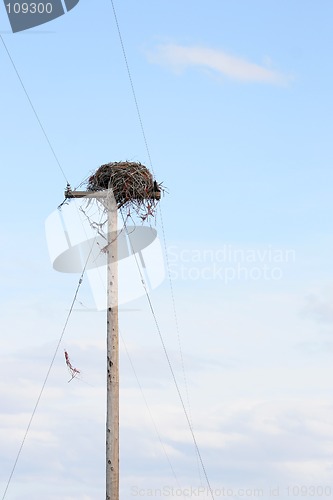 Image of bird nest