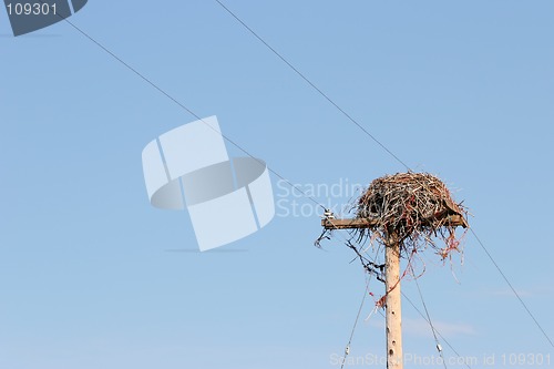 Image of large nest on utility pole
