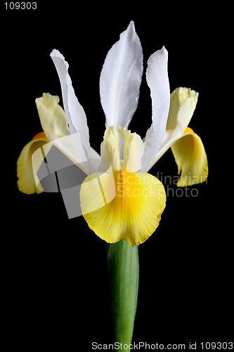 Image of white iris isolated over black