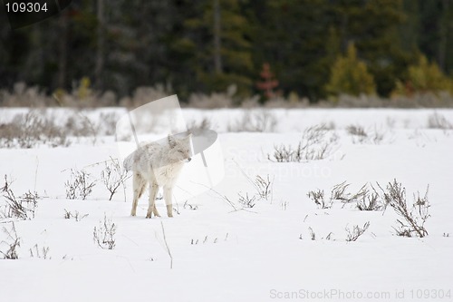 Image of coyote in yellowstone