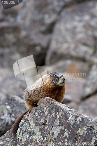 Image of yellow-bellied marmot in yellowstone