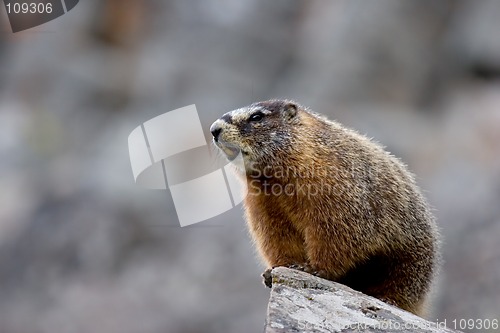 Image of yellow bellied marmot in yellowstone