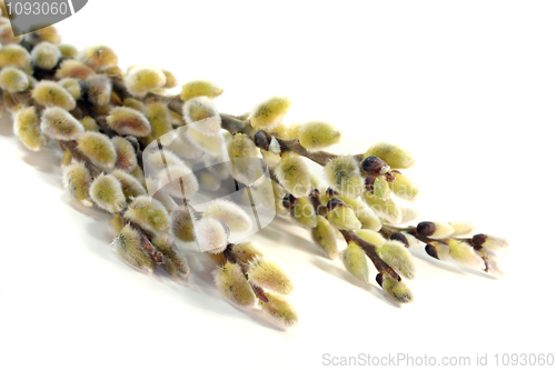 Image of willow catkin