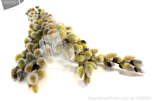Image of willow catkin