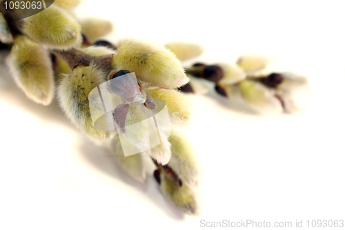 Image of willow catkin