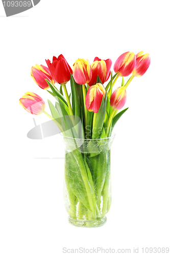 Image of Tulips in vase