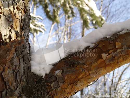 Image of snow on pine branch