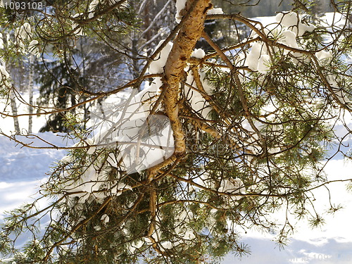 Image of winter 