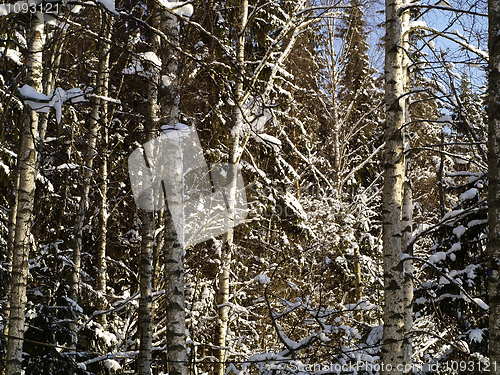 Image of winter forest