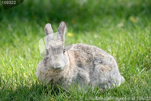 Image of rabbit on grass