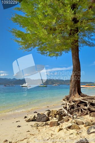 Image of Tree On Beach